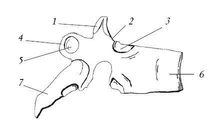 Иллюстрация к книге — Лечение спины и суставов. Новейшие рекомендации. Методы лечения. Советы специалистов [i_007.jpg]