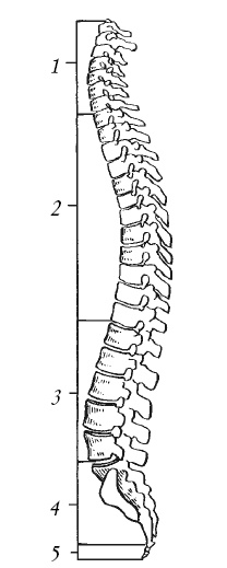 Иллюстрация к книге — Лечение спины и суставов. Новейшие рекомендации. Методы лечения. Советы специалистов [i_009.jpg]
