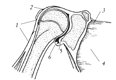 Иллюстрация к книге — Лечение спины и суставов. Новейшие рекомендации. Методы лечения. Советы специалистов [i_011.jpg]