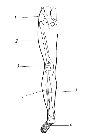 Иллюстрация к книге — Лечение спины и суставов. Новейшие рекомендации. Методы лечения. Советы специалистов [i_013.jpg]