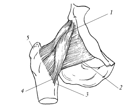 Иллюстрация к книге — Лечение спины и суставов. Новейшие рекомендации. Методы лечения. Советы специалистов [i_014.jpg]
