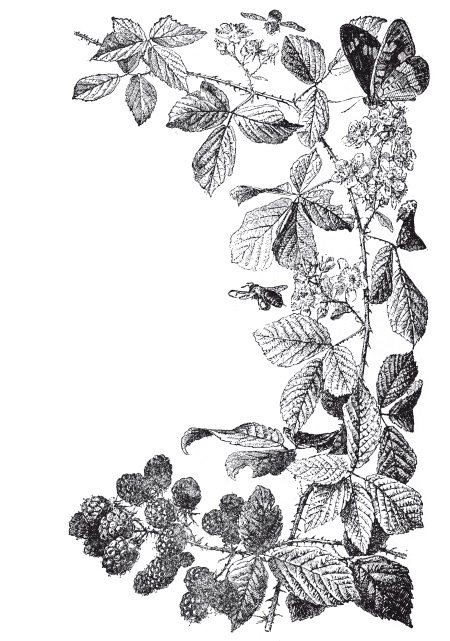 Иллюстрация к книге — Царство врачебных трав и растений. Книга практических советов. Сочинение доктора Смельского 1870 г. [autogen_ebook_id1.jpg]