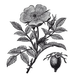 Иллюстрация к книге — Царство врачебных трав и растений. Книга практических советов. Сочинение доктора Смельского 1870 г. [autogen_ebook_id15.jpg]