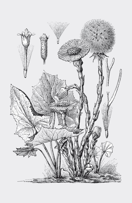 Иллюстрация к книге — Царство врачебных трав и растений. Книга практических советов. Сочинение доктора Смельского 1870 г. [autogen_ebook_id21.jpg]