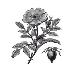 Иллюстрация к книге — Царство врачебных трав и растений. Книга практических советов. Сочинение доктора Смельского 1870 г. [autogen_ebook_id22.jpg]