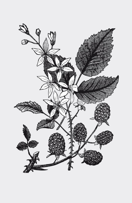 Иллюстрация к книге — Царство врачебных трав и растений. Книга практических советов. Сочинение доктора Смельского 1870 г. [autogen_ebook_id34.jpg]