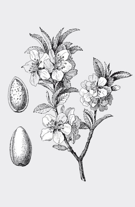 Иллюстрация к книге — Царство врачебных трав и растений. Книга практических советов. Сочинение доктора Смельского 1870 г. [autogen_ebook_id36.jpg]