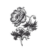 Иллюстрация к книге — Царство врачебных трав и растений. Книга практических советов. Сочинение доктора Смельского 1870 г. [autogen_ebook_id4.jpg]