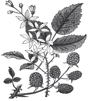 Иллюстрация к книге — Царство врачебных трав и растений. Книга практических советов. Сочинение доктора Смельского 1870 г. [autogen_ebook_id44.jpg]