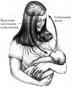 Иллюстрация к книге — Грудное вскармливание. Кормление грудью нужно и ребенку, и маме [i_018.jpg]