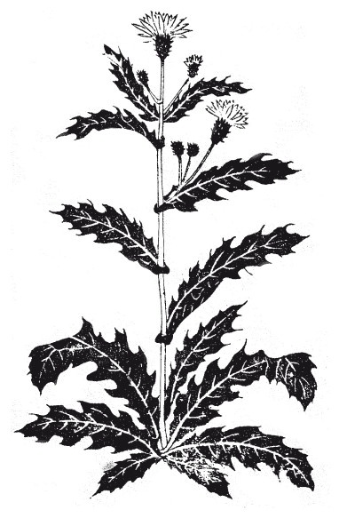 Иллюстрация к книге — Ни кошелька, ни жизни. Нетрадиционная медицина под следствием [i_018.jpg]