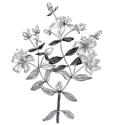 Иллюстрация к книге — Ни кошелька, ни жизни. Нетрадиционная медицина под следствием [i_019.jpg]