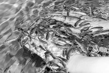 Иллюстрация к книге — Псориаз. Диета, лечение, профилактика [i_003.jpg]