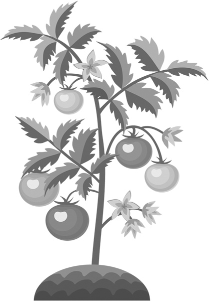 Иллюстрация к книге — Теплицы без ошибок. С чего начать и как эффективно использовать [i_010.jpg]