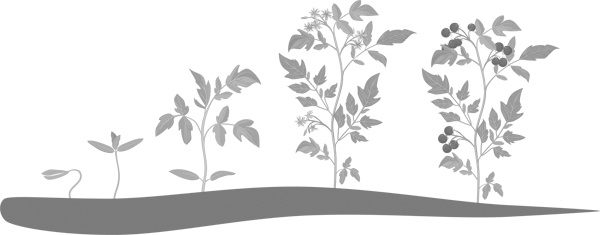 Иллюстрация к книге — Теплицы без ошибок. С чего начать и как эффективно использовать [i_011.jpg]