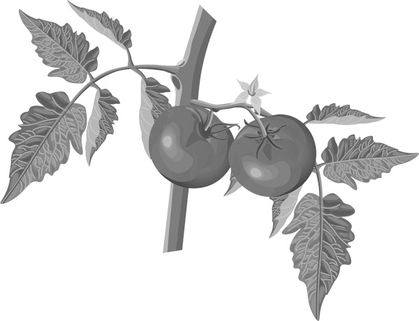 Иллюстрация к книге — Теплицы без ошибок. С чего начать и как эффективно использовать [i_058.jpg]