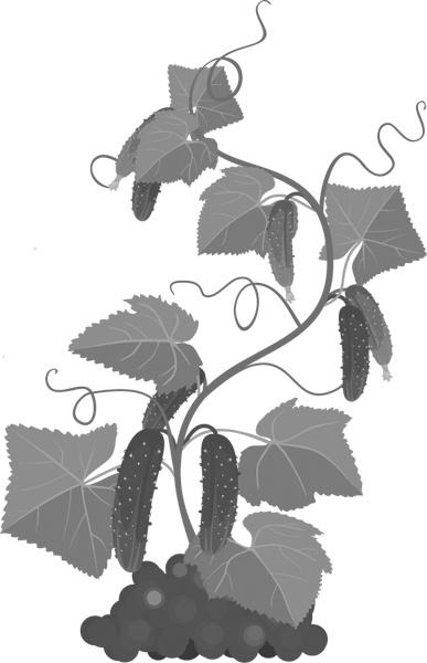 Иллюстрация к книге — Теплицы без ошибок. С чего начать и как эффективно использовать [i_085.jpg]