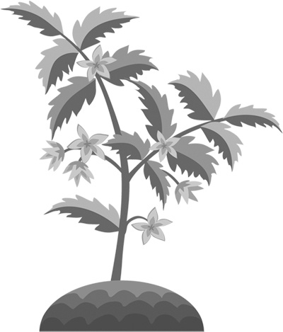 Иллюстрация к книге — Теплицы без ошибок. С чего начать и как эффективно использовать [i_086.jpg]