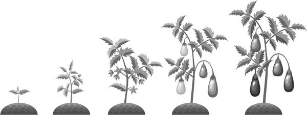 Иллюстрация к книге — Теплицы без ошибок. С чего начать и как эффективно использовать [i_092.jpg]