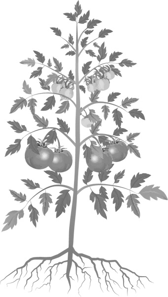 Иллюстрация к книге — Теплицы без ошибок. С чего начать и как эффективно использовать [i_101.jpg]