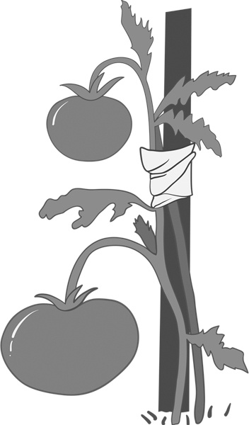 Иллюстрация к книге — Теплицы без ошибок. С чего начать и как эффективно использовать [i_102.jpg]