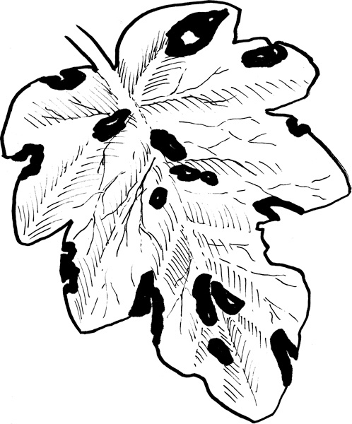 Иллюстрация к книге — Теплицы без ошибок. С чего начать и как эффективно использовать [i_122.jpg]