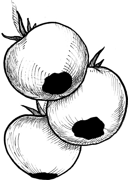 Иллюстрация к книге — Теплицы без ошибок. С чего начать и как эффективно использовать [i_124.jpg]