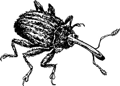 Иллюстрация к книге — Теплицы без ошибок. С чего начать и как эффективно использовать [i_128.jpg]