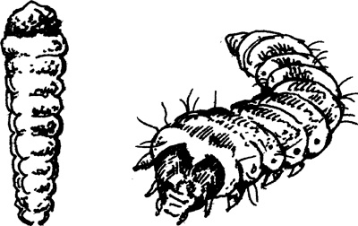 Иллюстрация к книге — Теплицы без ошибок. С чего начать и как эффективно использовать [i_131.jpg]