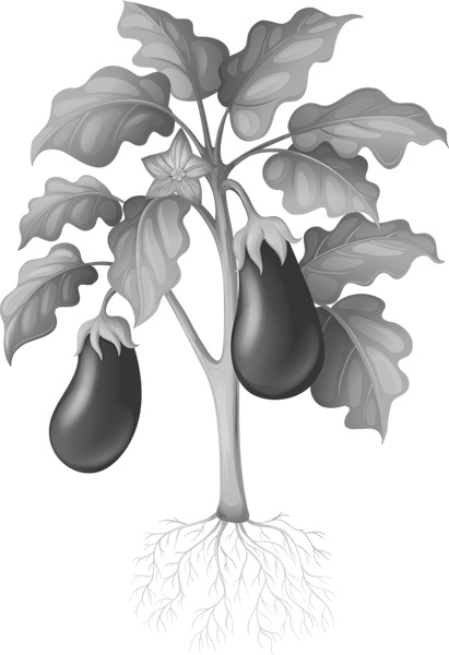 Иллюстрация к книге — Теплицы без ошибок. С чего начать и как эффективно использовать [i_133.jpg]