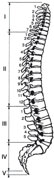 Иллюстрация к книге — Лучшие методы лечения остеохондроза [autogen_ebook_id0.jpg]