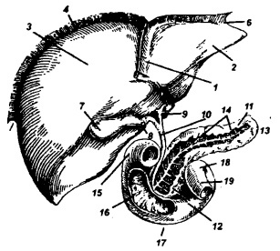 Иллюстрация к книге — Болезни печени [i_001.jpg]