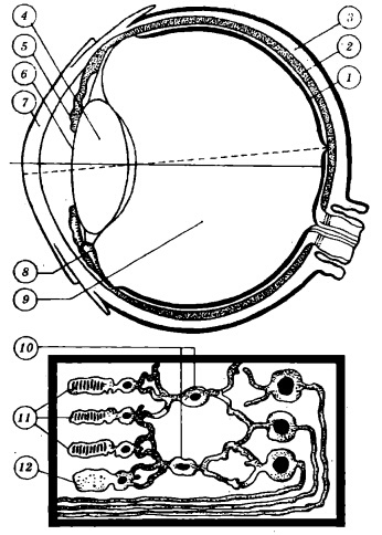 Иллюстрация к книге — Болезни глаз [i_001.jpg]