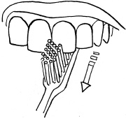 Иллюстрация к книге — 36 и 6 правил здоровых зубов [_08.jpg]