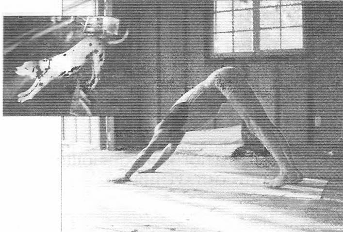 Иллюстрация к книге — Новая йога для тех, кому за 50: обратите вспять процессы старения. Руководство по йоге для людей среднего и старшего возраста [image37.jpg]