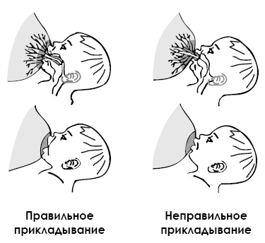 Иллюстрация к книге — Кормление ребенка грудью [autogen_ebook_id4.jpg]