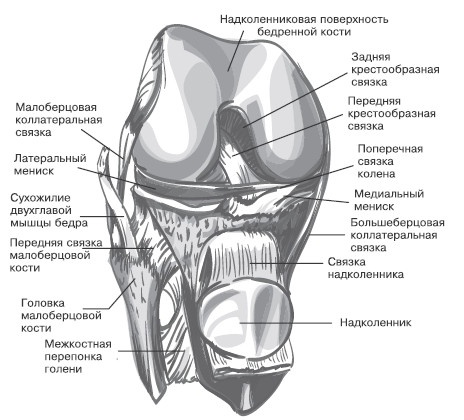 Иллюстрация к книге — Боль в коленях. Найти и устранить причину [i_005.jpg]