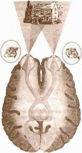 Иллюстрация к книге — Эффективные методы улучшения зрения. Для работающих на компьютере [i_029.jpg]