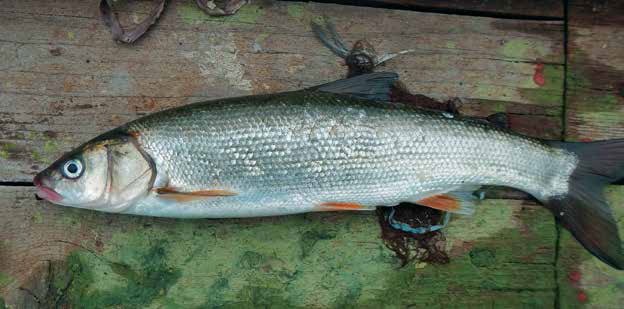 Иллюстрация к книге — Кулинарная энциклопедия. Том 27. П (Паштель – Пестик) [_28.jpg]