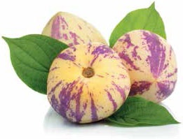 Иллюстрация к книге — Кулинарная энциклопедия. Том 27. П (Паштель – Пестик) [_48.jpg]