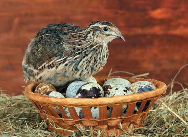 Иллюстрация к книге — Кулинарная энциклопедия. Том 27. П (Паштель – Пестик) [_56.jpg]