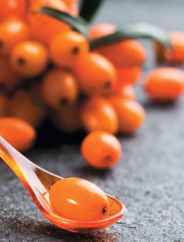 Иллюстрация к книге — Кулинарная энциклопедия. Том 24. О (Облепиха – Опёнок) [_1.jpg]