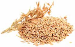 Иллюстрация к книге — Кулинарная энциклопедия. Том 24. О (Облепиха – Опёнок) [_10.jpg]