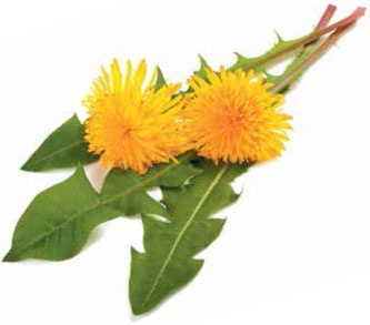 Иллюстрация к книге — Кулинарная энциклопедия. Том 24. О (Облепиха – Опёнок) [_46.jpg]