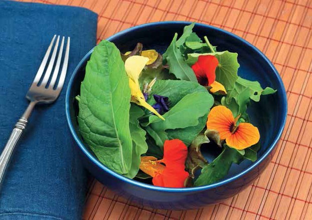 Иллюстрация к книге — Кулинарная энциклопедия. Том 23. Н-О (Налим – Облатка) [_23.jpg]