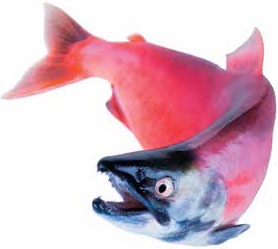 Иллюстрация к книге — Кулинарная энциклопедия. Том 23. Н-О (Налим – Облатка) [_55.jpg]