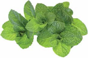 Иллюстрация к книге — Кулинарная энциклопедия. Том 22. М-Н (Мостарда – Наливка) [_71.jpg]