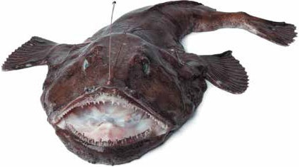 Иллюстрация к книге — Кулинарная энциклопедия. Том 21. М (Минеральная вода – Морской язык) [_91.jpg]