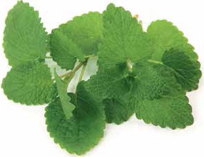 Иллюстрация к книге — Кулинарная энциклопедия. Том 20. М (Масурдал – Миндальное молоко) [_47.jpg]