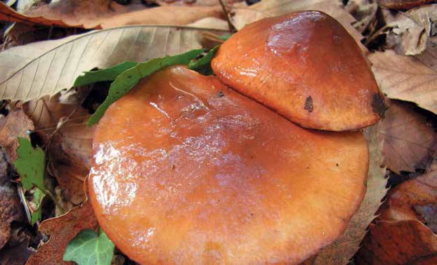 Иллюстрация к книге — Кулинарная энциклопедия. Том 19. М (Мальвазия – Мастика) [_84.jpg]